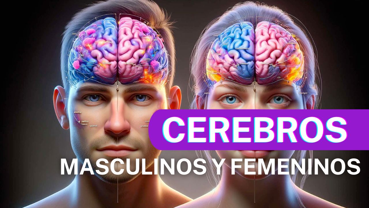 La principal diferencia entre los cerebros masculinos y femeninos, según la neurociencia, radica en la variación estructural y funcional, influenciada por factores biológicos como hormonas y genética.